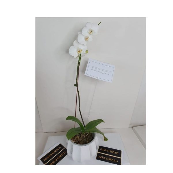 Orquidea blanca