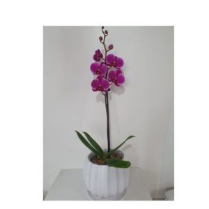 Orquídea Morada Lila