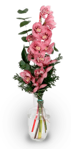 orquideas rosas floristeria complices ORQUÍDEAS PREMIUM